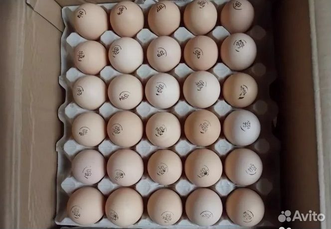 Инкубационное яйцо бройлера Кобб 500