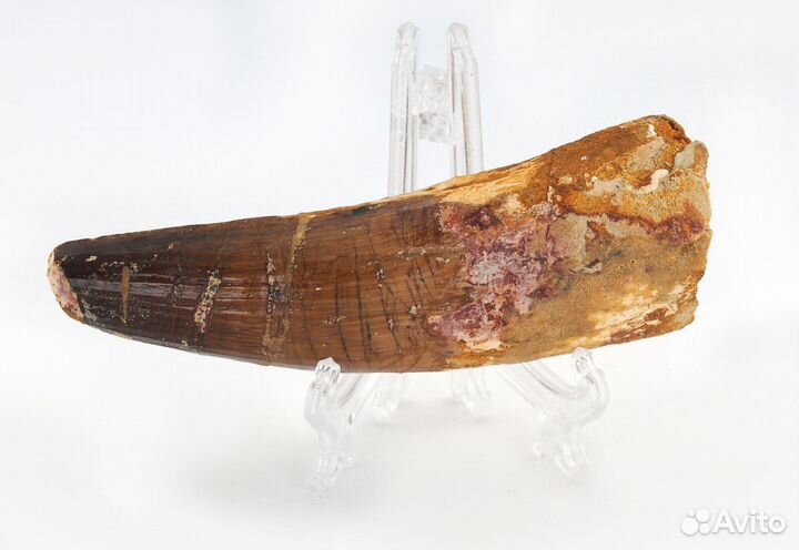 Окаменелость (зуб динозавра)