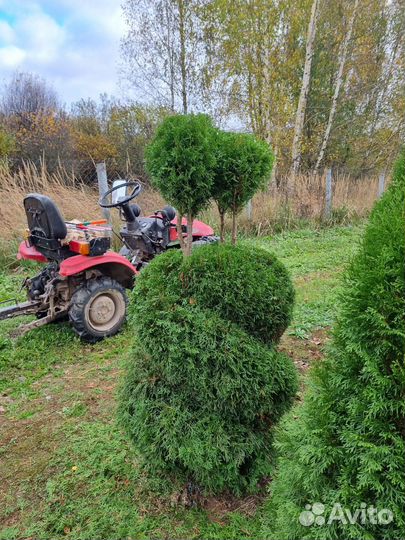 Туя Смарагд