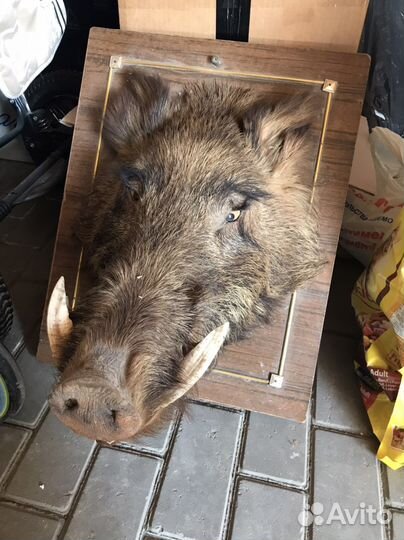 Чучело головы кабана