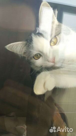 Кошка в добрые руки