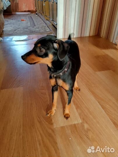 Карликовый пинчер