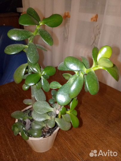 Толстянка денежное дерево
