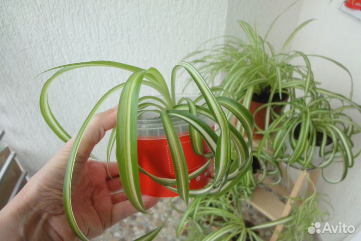 Хлорофитум кудрявый и хохлатый