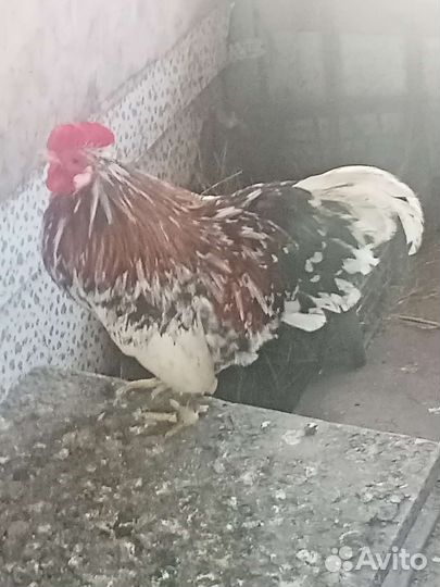 Птица домашняя