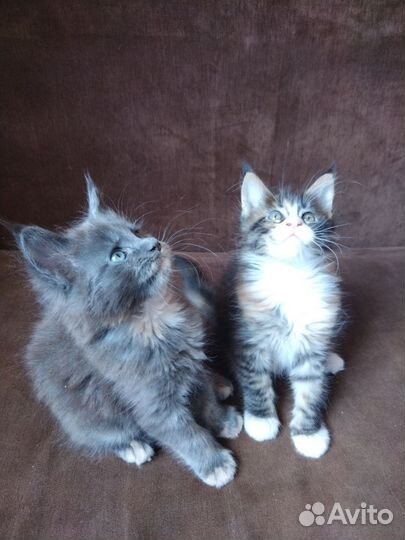 Котята мейн-кун