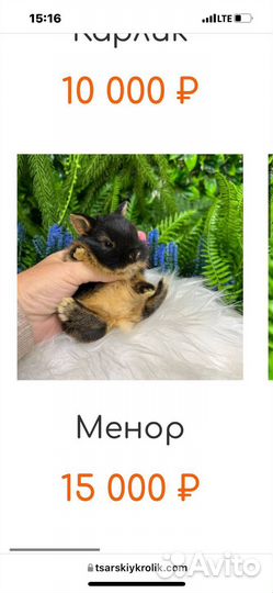 Ручные кролики мини домашние