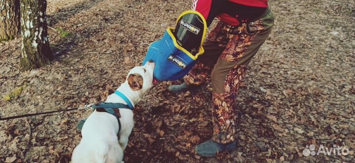 Американский булли стандарт кобель для вязки