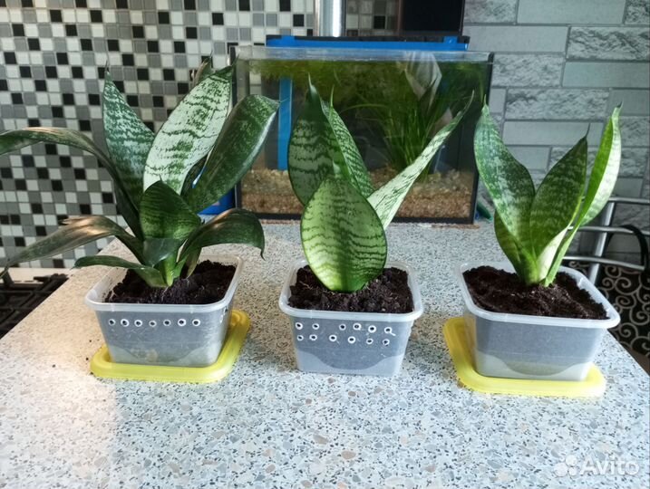 Сансевиерия