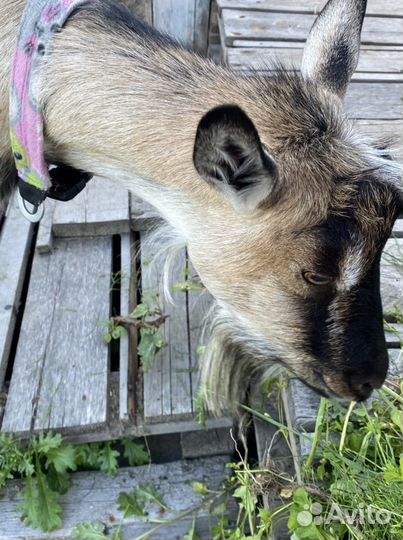 Козье молоко