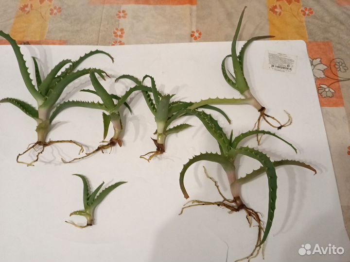 Алоэ столетник лечебный отростки