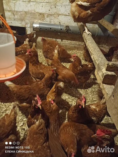 Куры молодки несушки