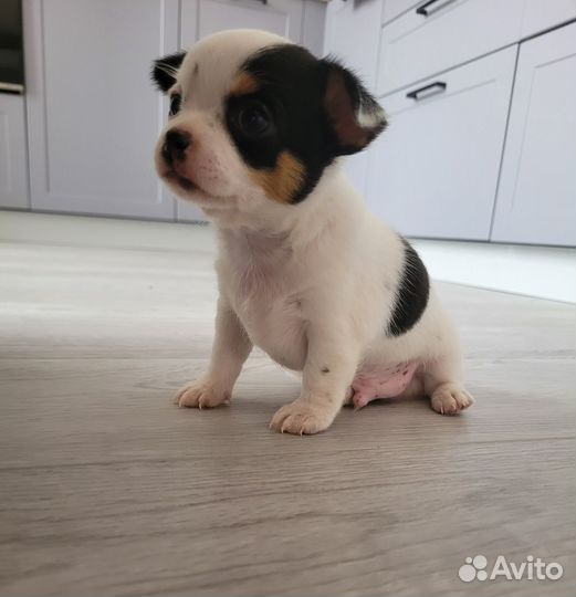 Щенки чихуахуа