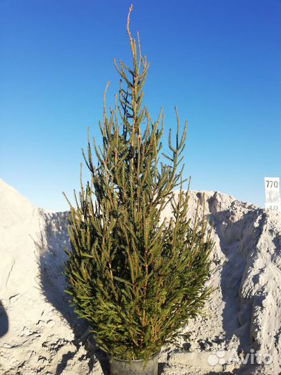 Сосна Ель живая ноовогодняя Елки