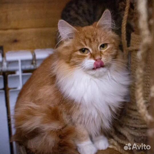 Рыжая кошка бесплатно