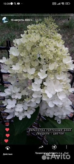 Декоративный кустарник гортензия Бобо