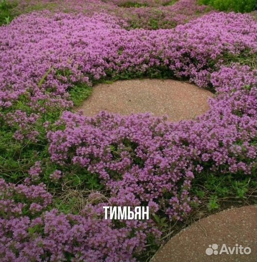 Тимьян ползучий