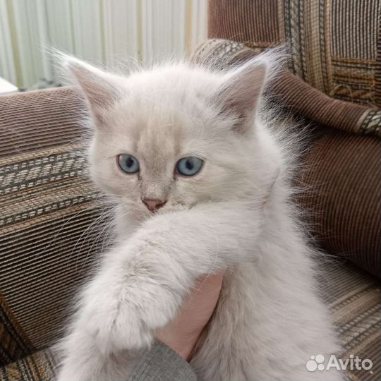 Шотландская вислоухая