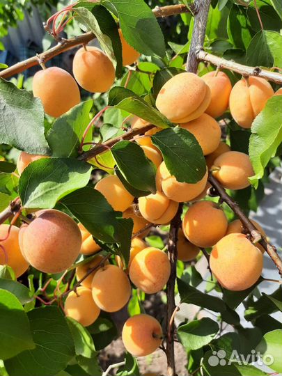 Саженцы абрикосов и сливы