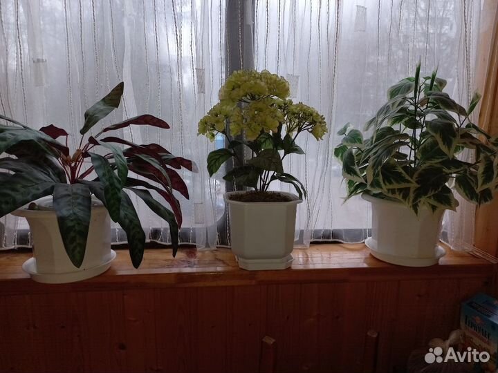 Цветы для декора