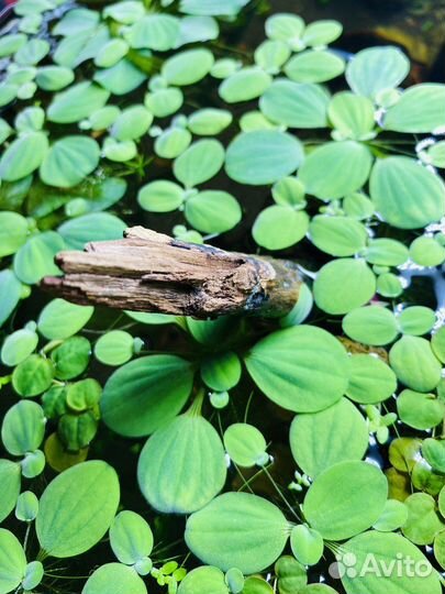 Средства для пруда от водорослей