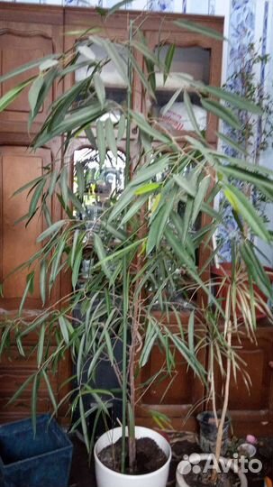 Кротон мамми