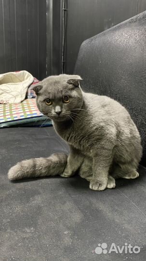 Шотландский вислоухий котенок девочка