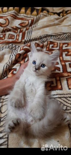 Котята мейн-кун