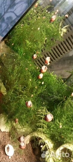 Аквариум Аквариумные растения улитки