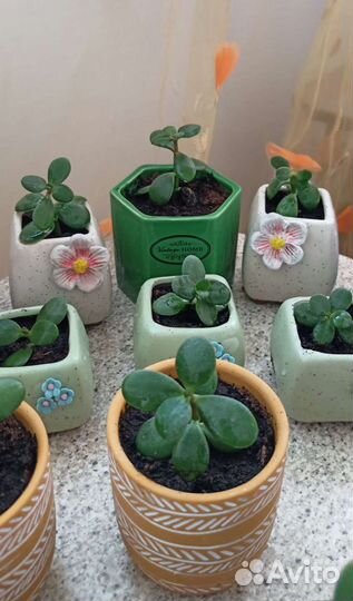 Денежное дерево