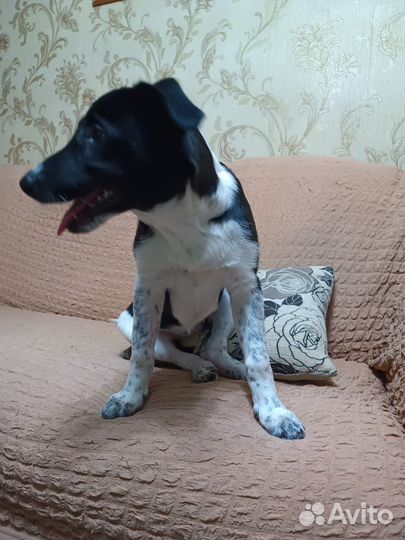 Щенок девочка в добрые руки