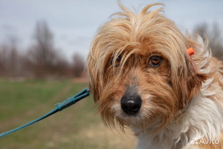 Собака из приюта ищет дом