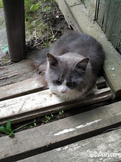 В добрые руки