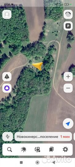 Девево липа