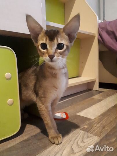 Маленькая пума