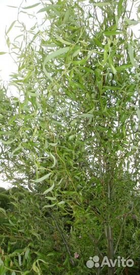 Ива извилистая (свердловская)