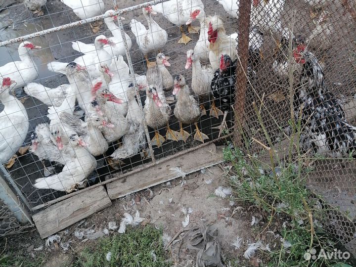 Утки шипуны