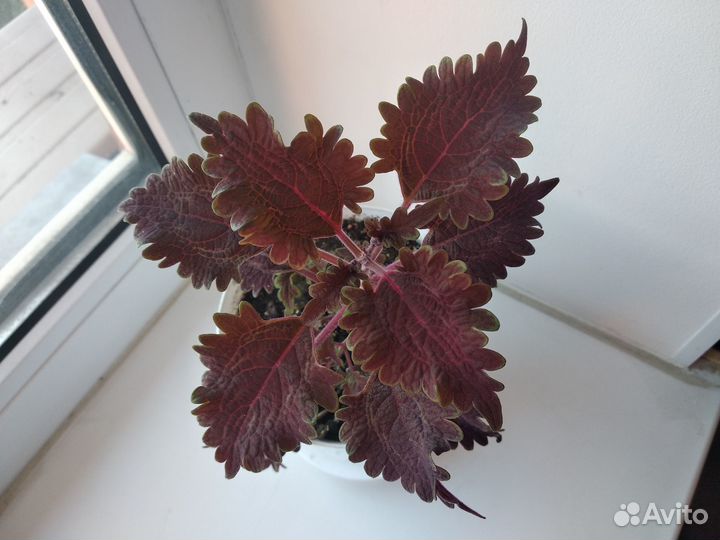 Колеус сортовой