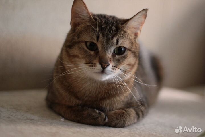 В добрые ручки