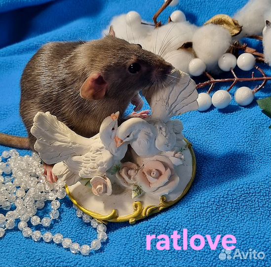 Крысята крысы дамбо