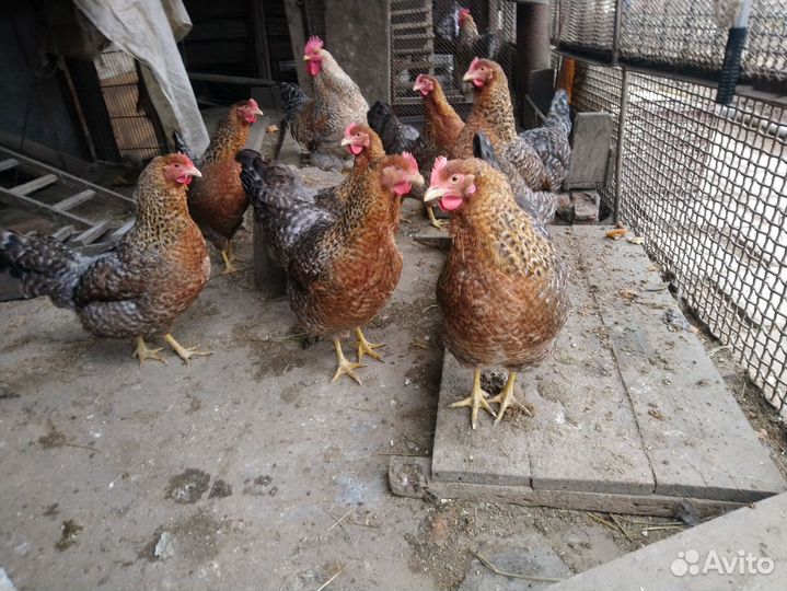 Яйцо кур Белифельдер