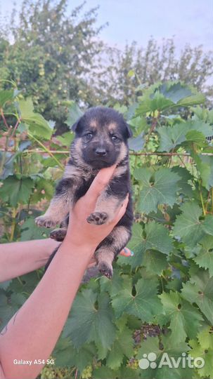 Немецкая овчарка