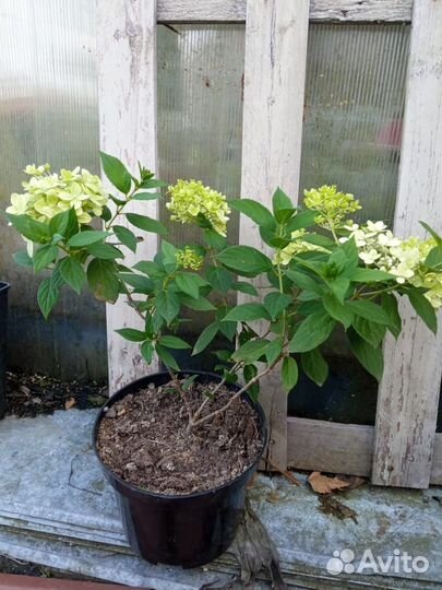 Самарская Лидия