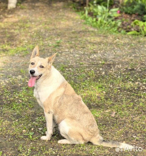 Чудесная девочка в добрые руки