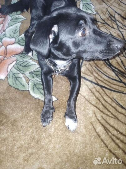 Случка собак