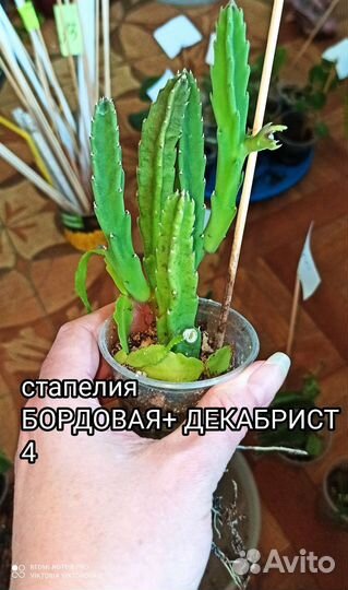 Стапелия 2 сорта, Гуэрния