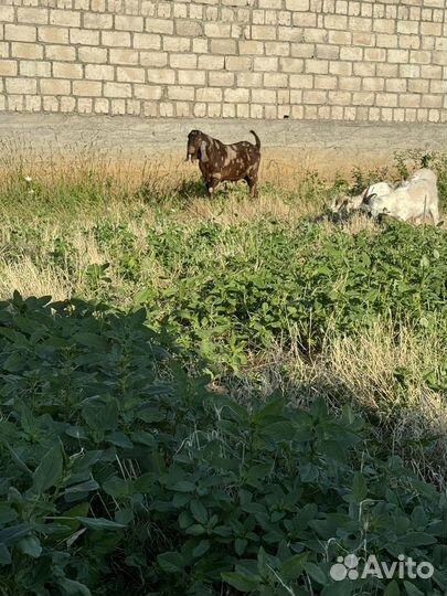 Нубийский козел