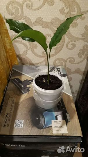 Спатифиллум