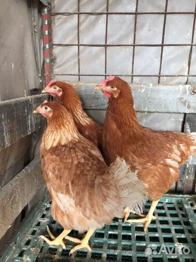 Куры несушки опт/розница