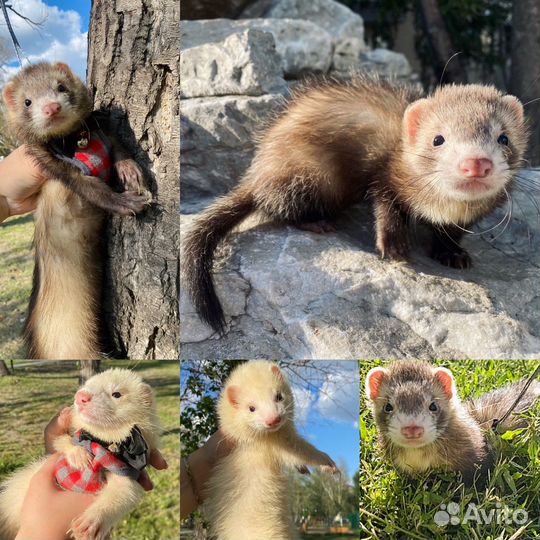 Хорек, хорьки малыши